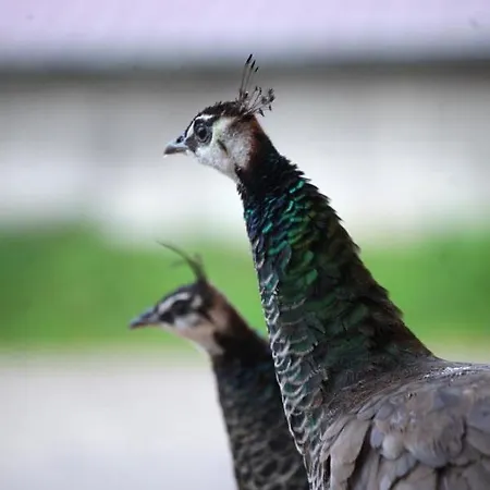 Tinyhaus Birne Apartamento Mehring (Bavaria)